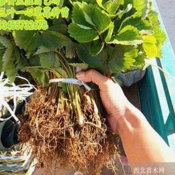 安圣若引进苗润东，会改打451阵吗？